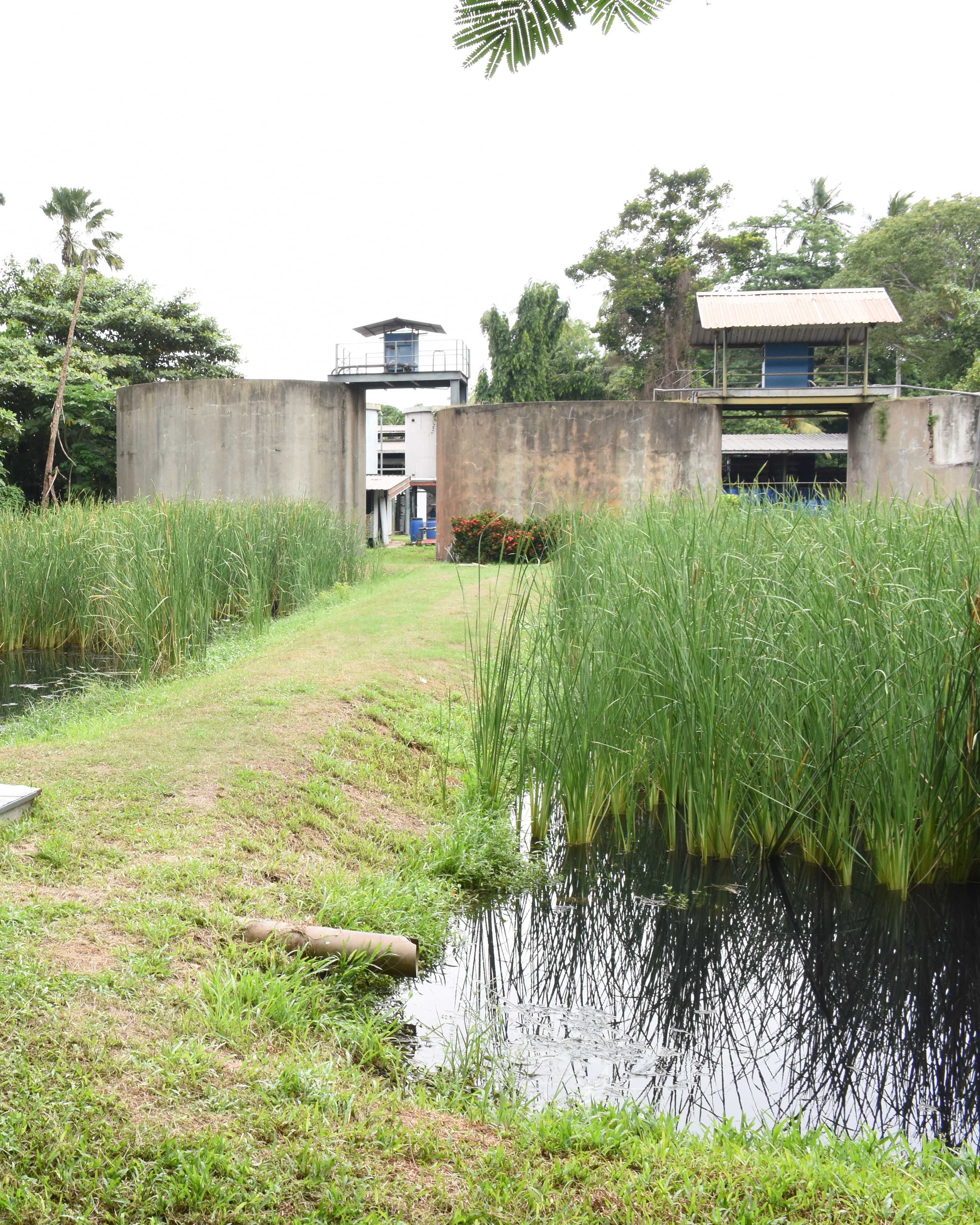 Green assets and tree plantation at the Negombo facility